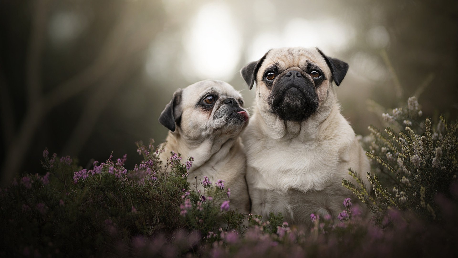 开云网址入口-五大联赛是否将训练节奏模拟作为应对换人节奏波动工具，五大联赛节奏最快
