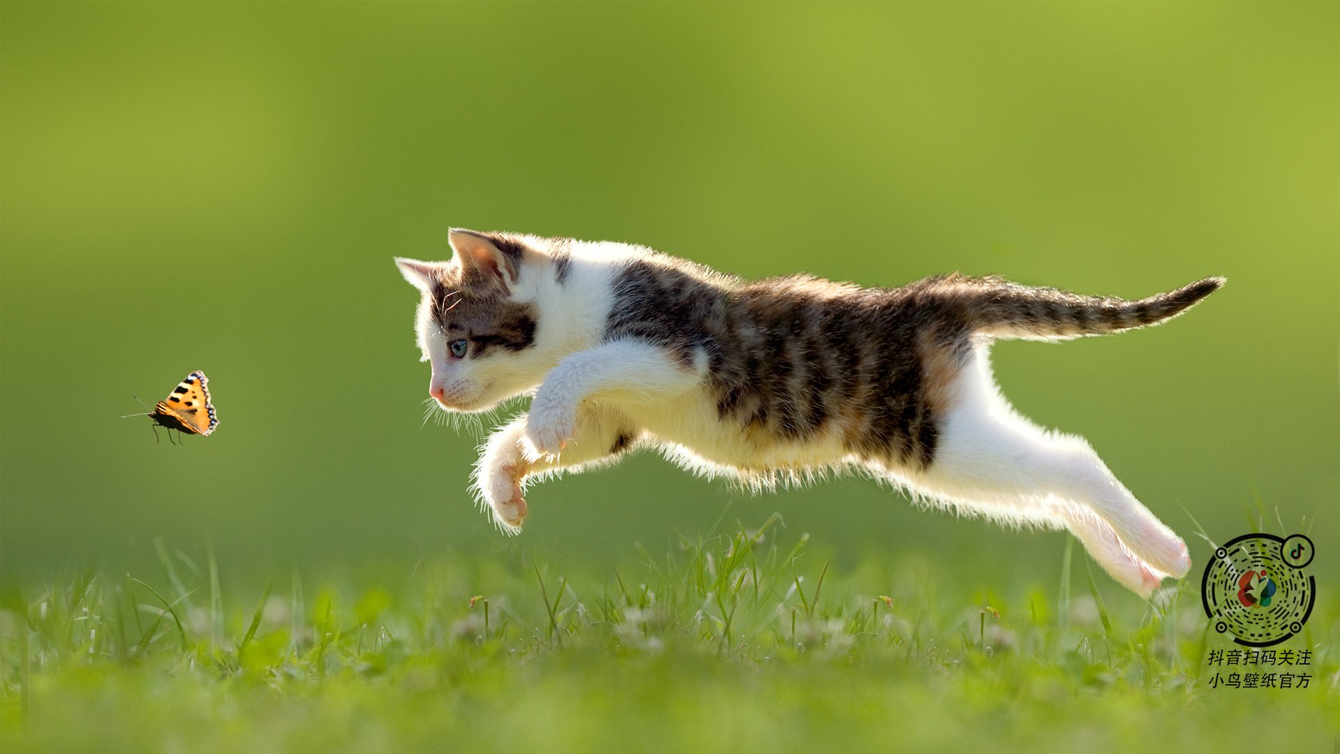 新加坡队赛制解析：如何通过战术配合取得最佳成绩，新加坡杯