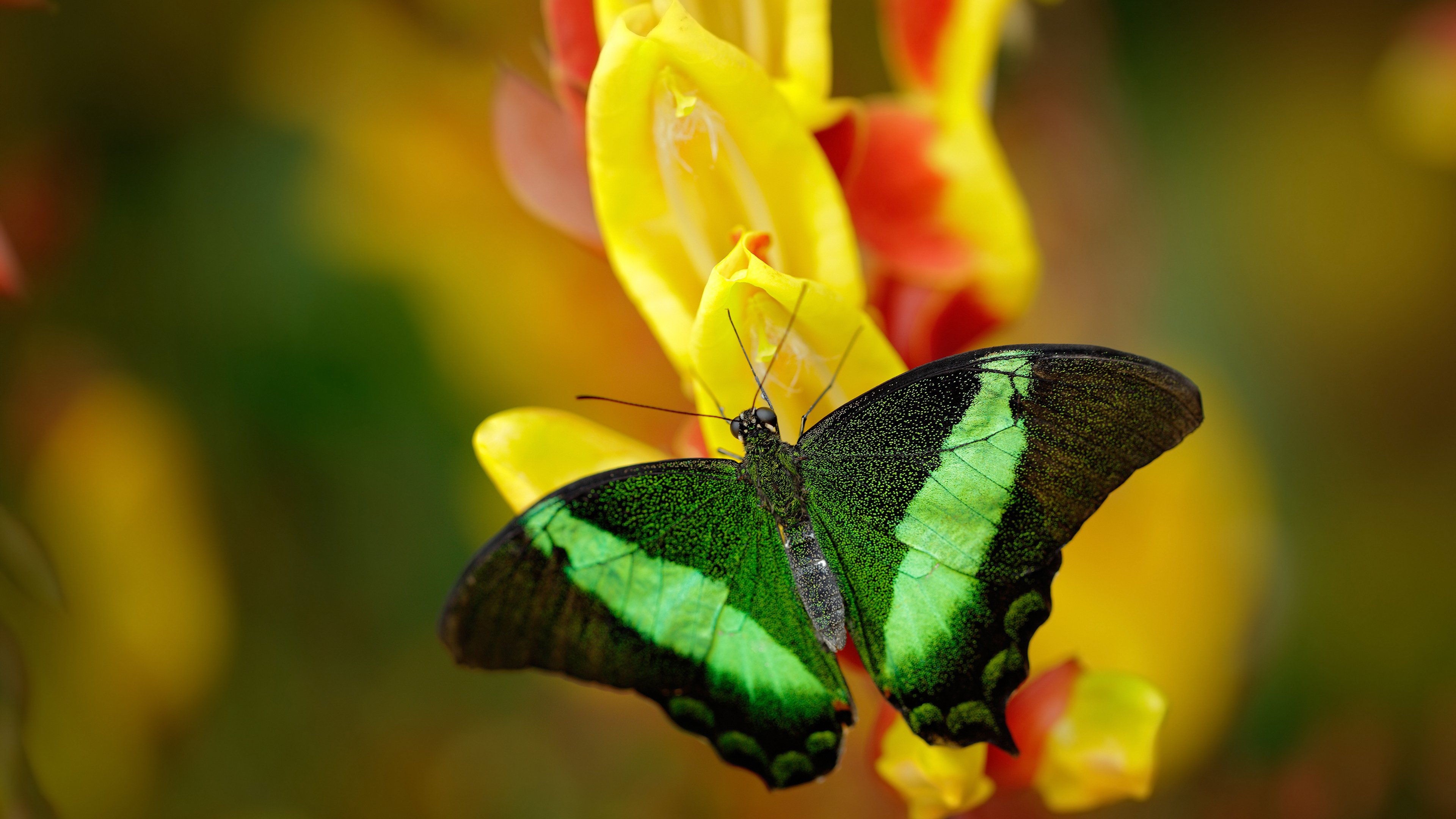 阿尔及利亚男篮自2002年首次出战世界杯，仅止步15名，阿尔及利亚进过几次世界杯