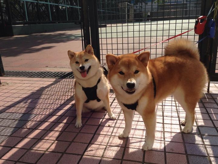 阿尔及利亚男篮自2002年首次出战世界杯，仅止步15名，阿尔及利亚进过几次世界杯