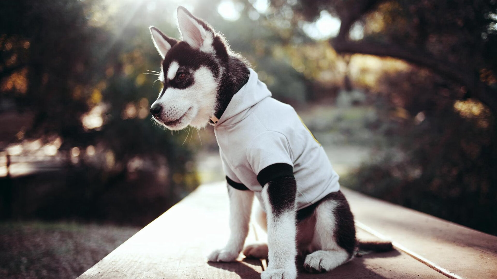 中国足球青少年训练课程涵盖足球历史知识,中国青少年足球发展规划纲要