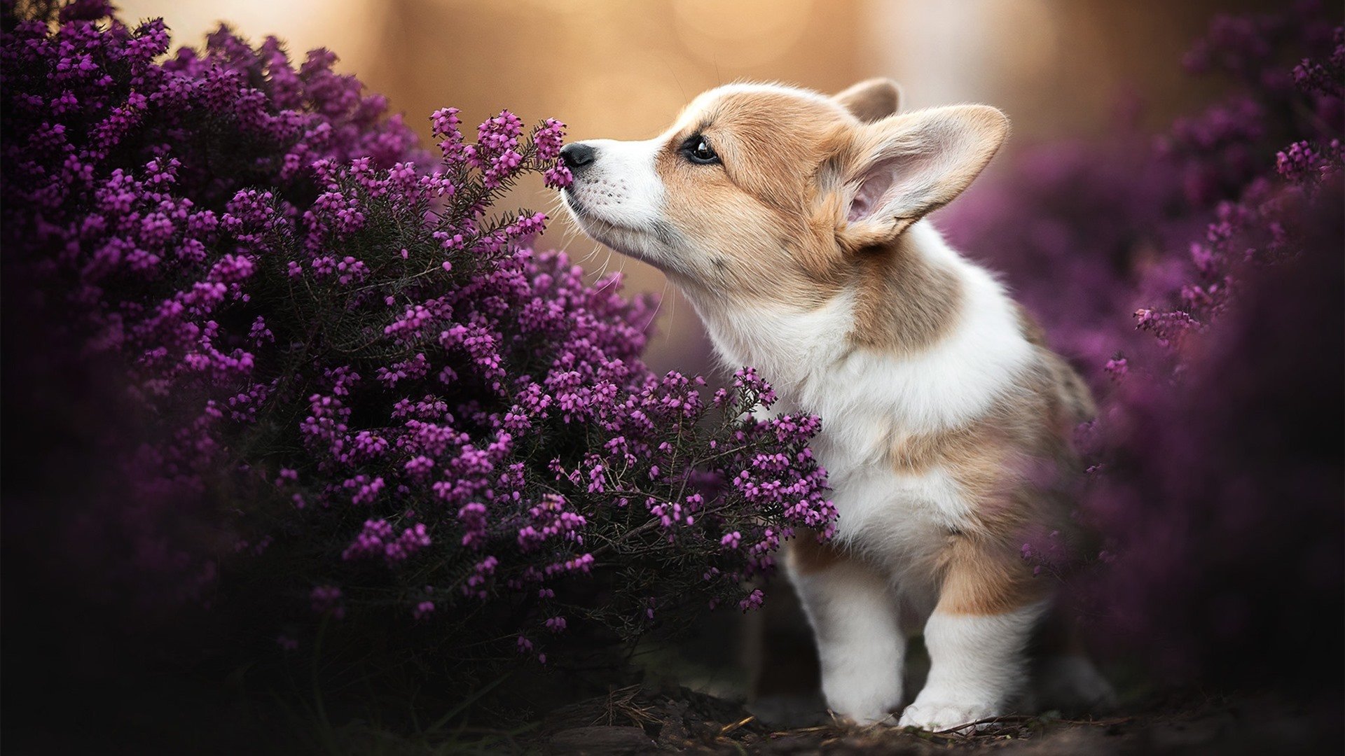 以足球为主题的数字创新城市空间持续丰富，打造未来城市名片，以足球为主题的创意画